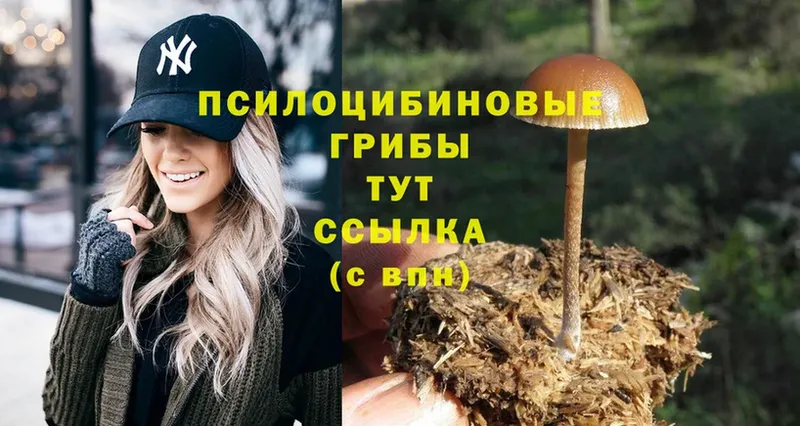 цена   Вилючинск  Псилоцибиновые грибы Psilocybe 