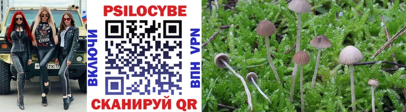 магазин продажи наркотиков  Вилючинск  Псилоцибиновые грибы Cubensis 